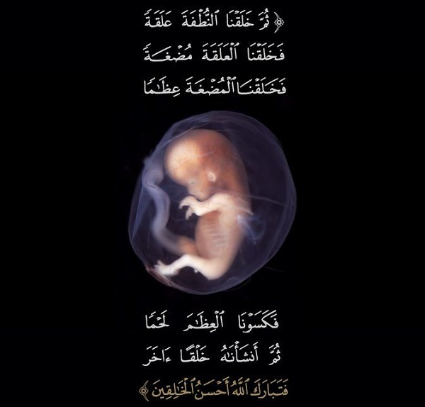 مراحل تکامل جنین در قرآن