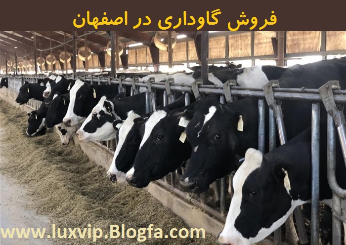 خرید و فروش گاوداری 09334444724