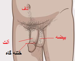 پنیس در مردان کجاست + عورت مرد کجاست + عکس واقعی