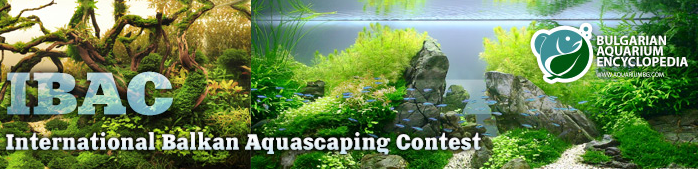 aquascaping-contest