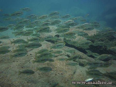 https://s17.picofile.com/file/8419055700/Lake_Tanganyika4.jpg