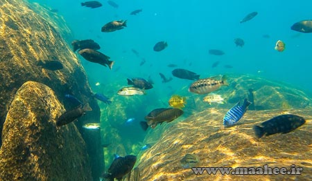 اکوسیستم های آفریقا : دریاچه مالاوی (Lake Malawi)