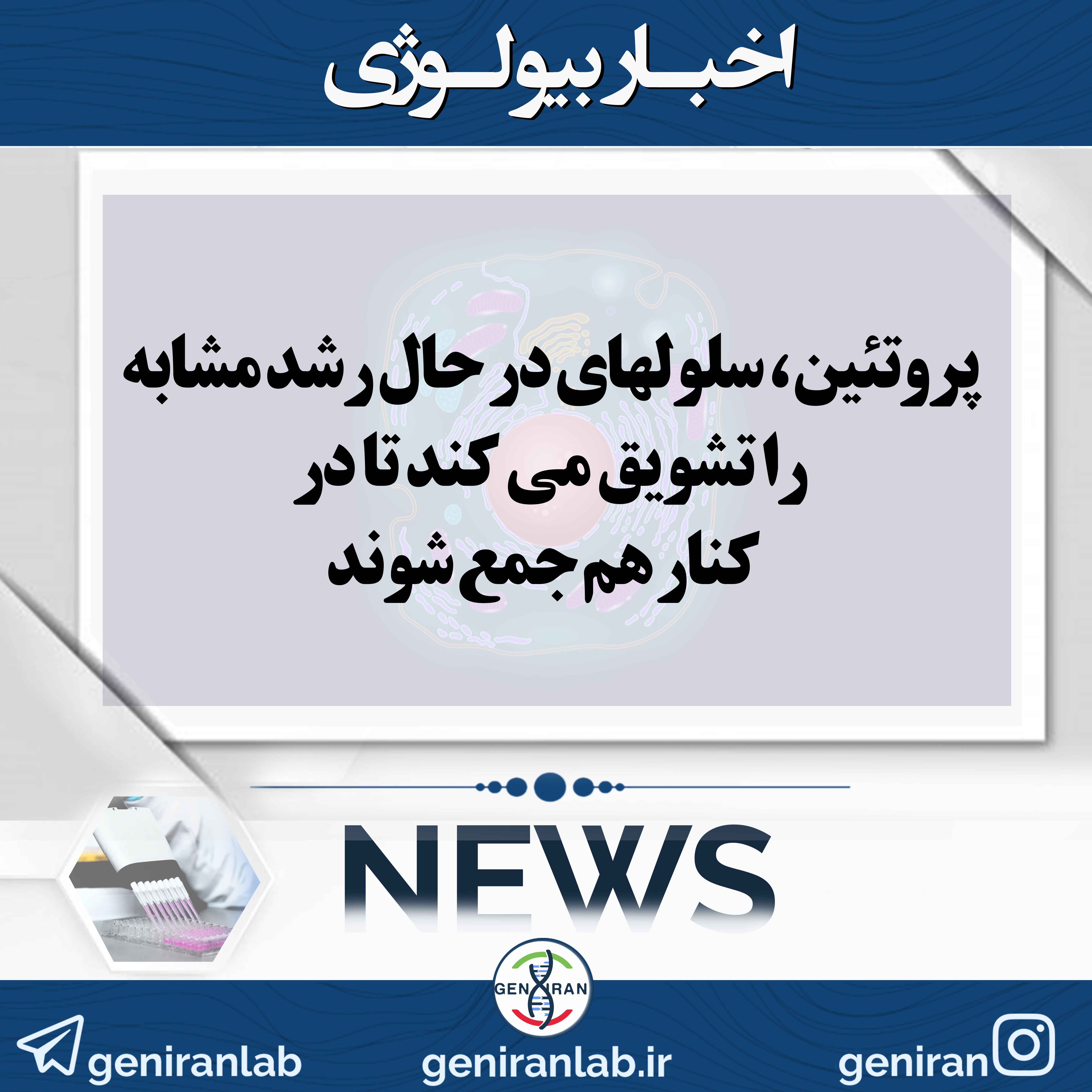 پروتئین ، سلولهای در حال رشد مشابه را تشویق می کند تا در کنار هم جمع شوند