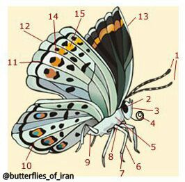 شیوه زندگی پروانه ها