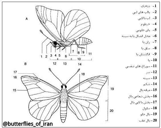 شیوه زندگی پروانه ها