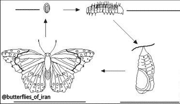 چرخه زندگی پروانه ها