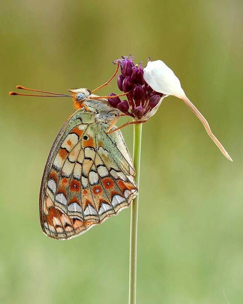 پروانه های ایران - Argynnis niobe