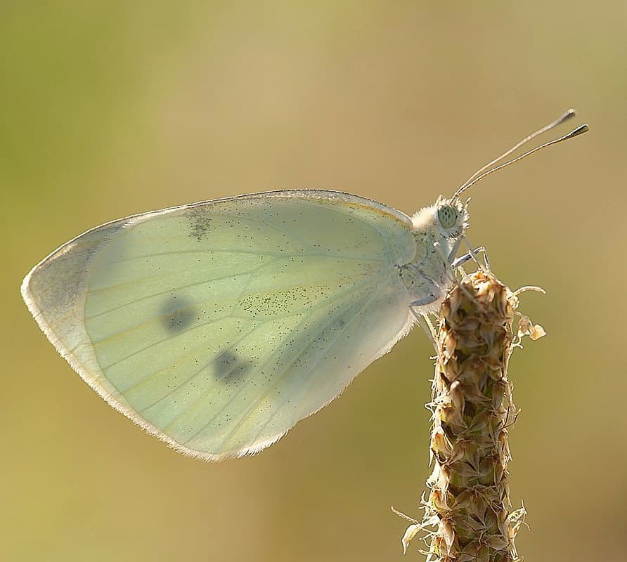 پروانه های ایران - Pieris rapae