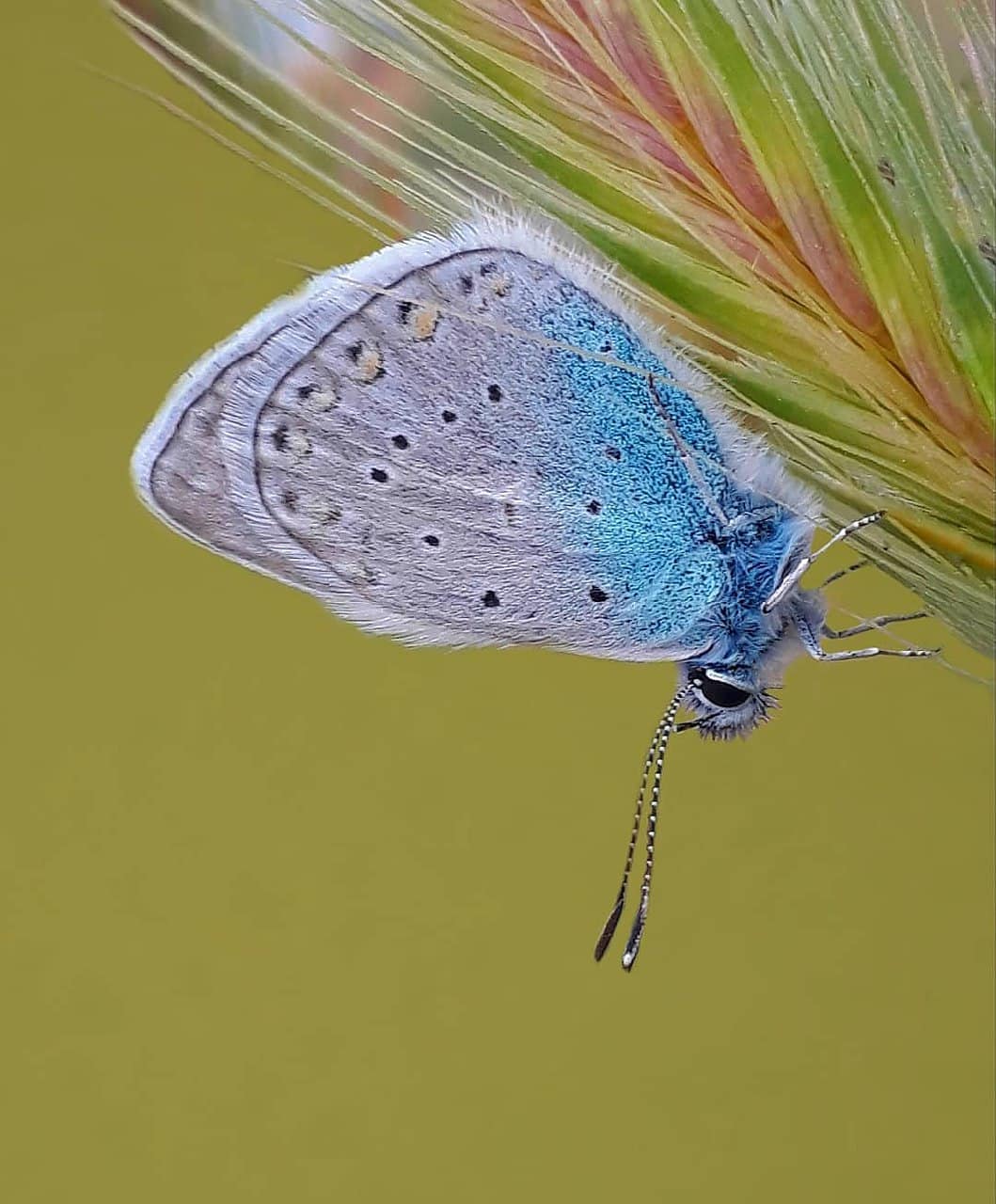 پروانه های ایران - Polyommatus icarus