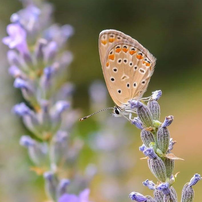 پروانه های ایران - Polyommatus icarus