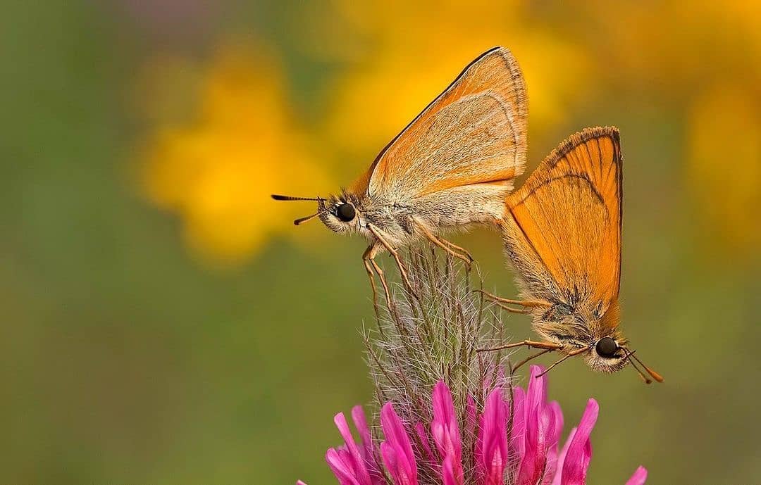 پروانه های ایران - Ochlodes sylvestris