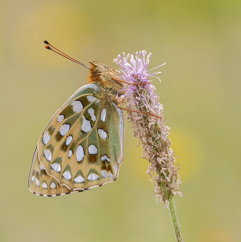 پروانه های ایران - Argynnis aglaja