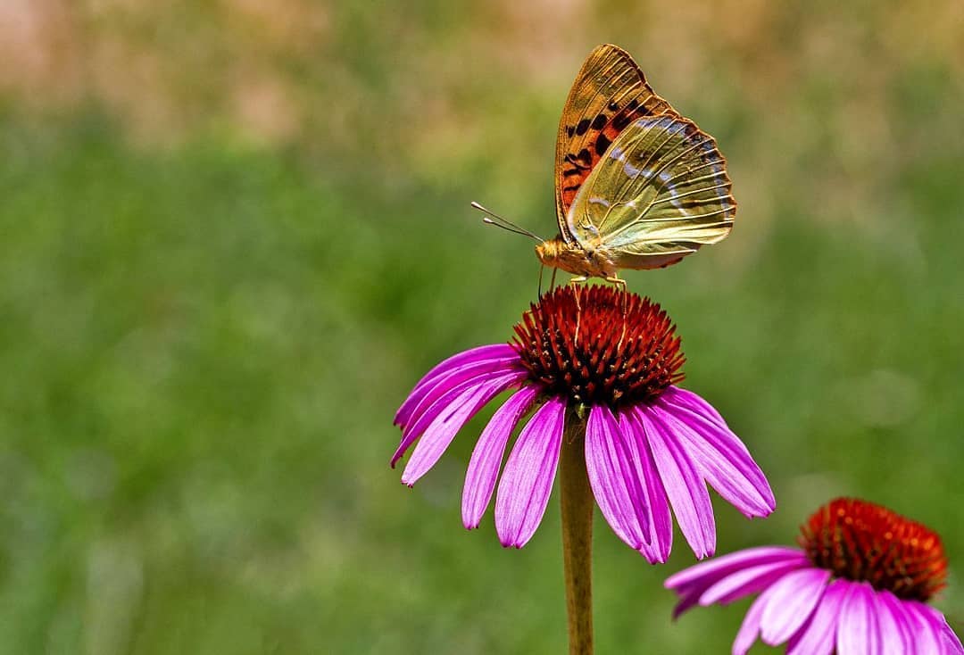 پروانه های ایران - Argynnis pandora