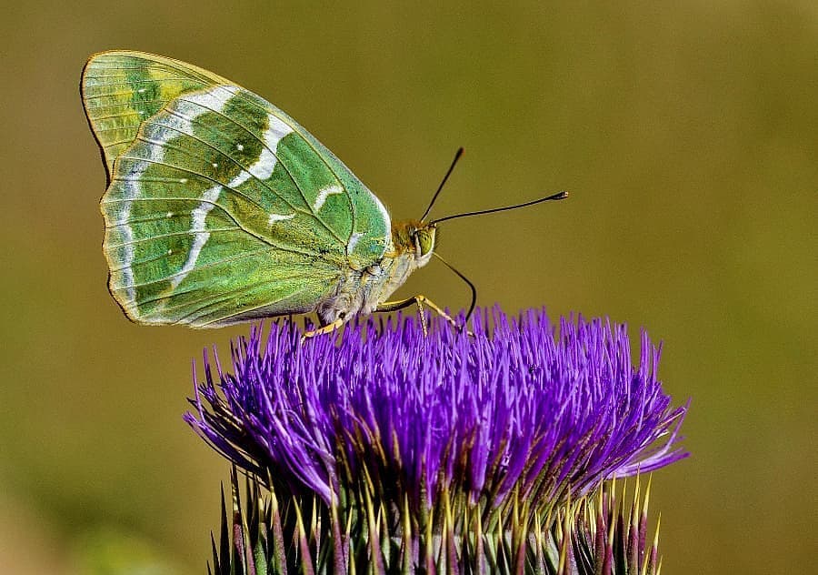پروانه های ایران - Argynnis pandora