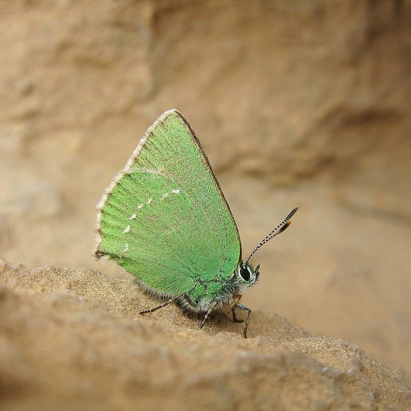 پروانه های ایران - Callophrys farsica