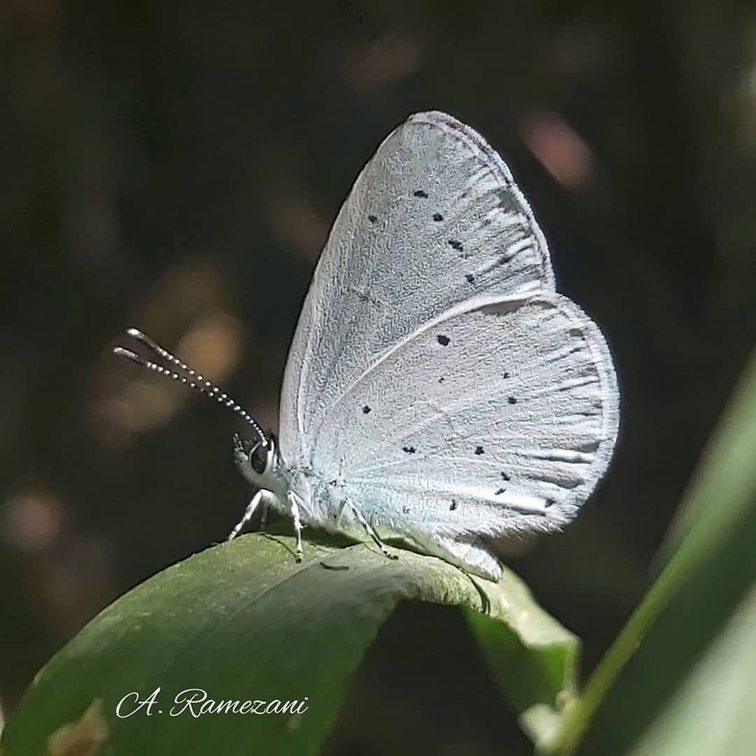 پروانه های ایران - Celastrina argiolus