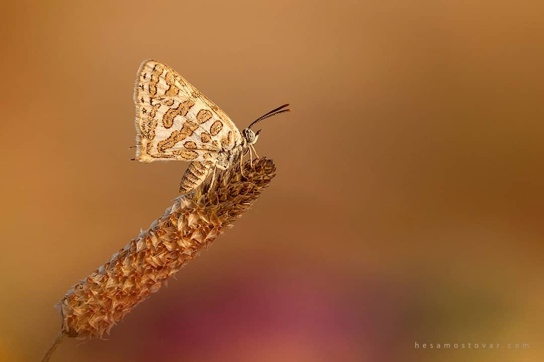 پروانه های ایران - Cigaritis acamas