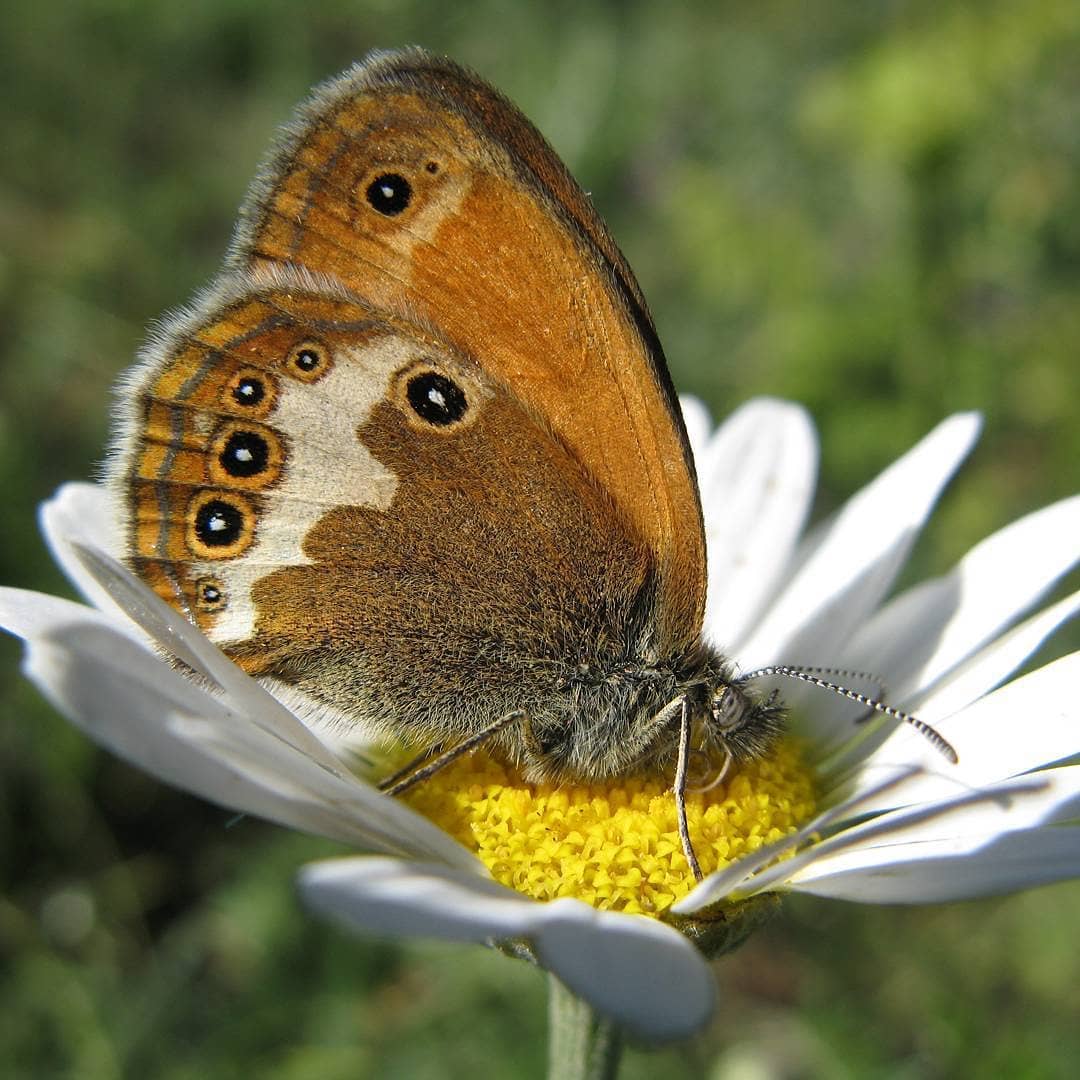 پروانه های ایران - Coenonympha arcania