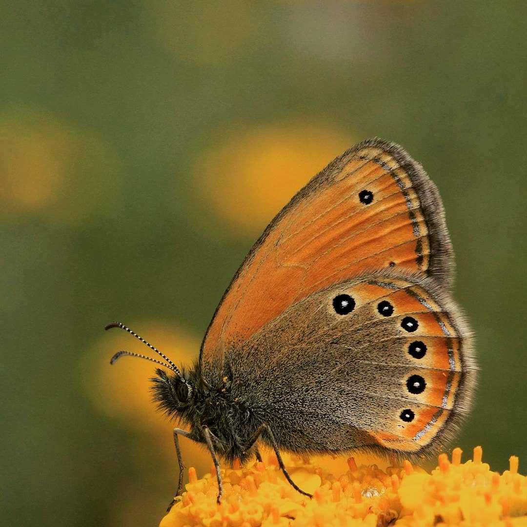 پروانه های ایران - Coenonympha leander
