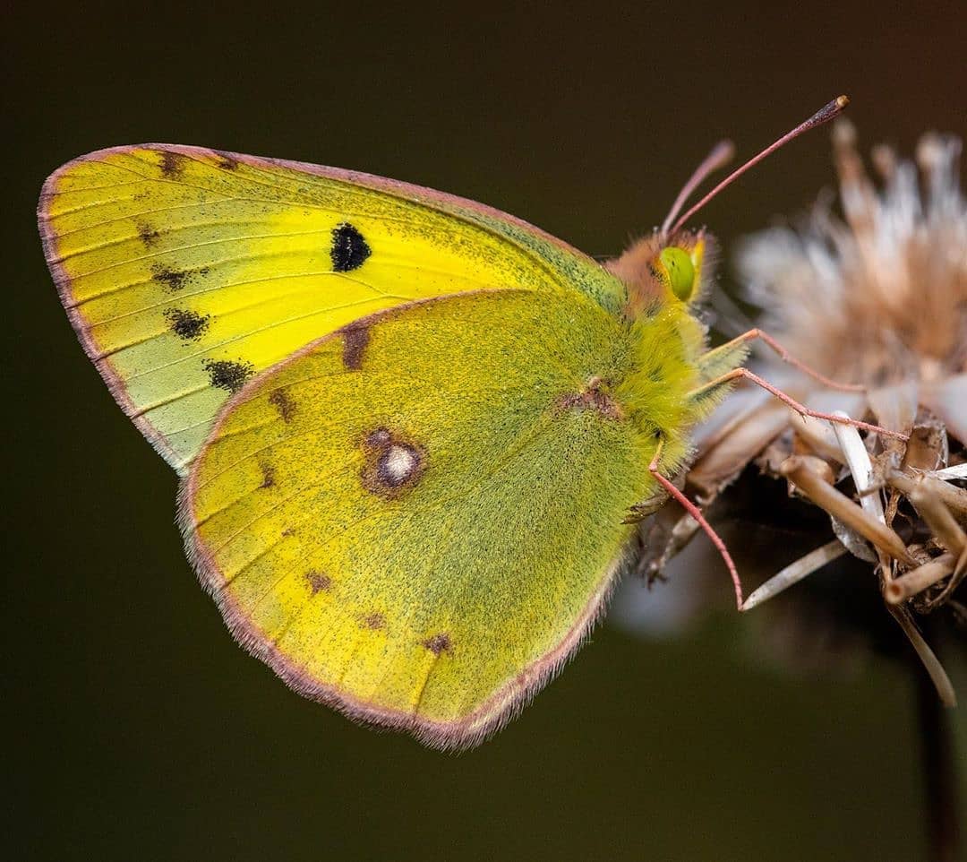 پروانه های ایران - Colias erate