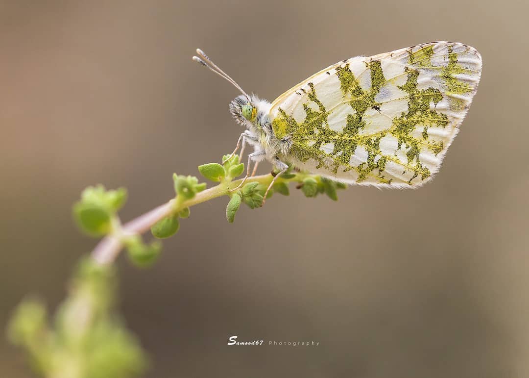 پروانه های ایران - Euchloe persica