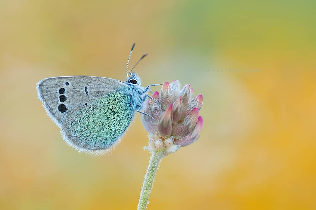 پروانه های ایران - Glaucopsyche safidensis