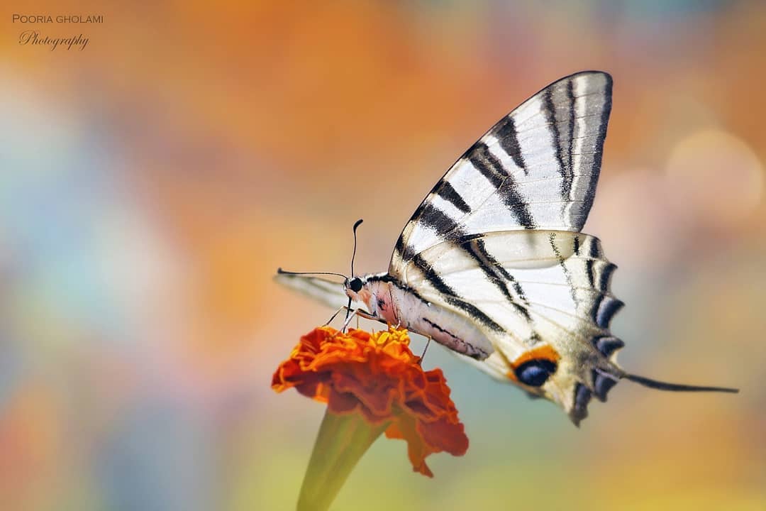 پروانه های ایران - Iphiclides podalirius