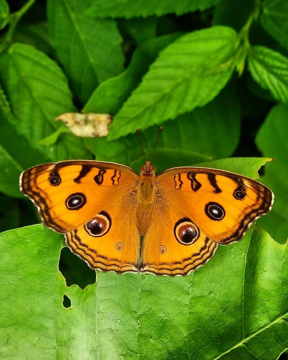 پروانه های ایران - Junonia almana