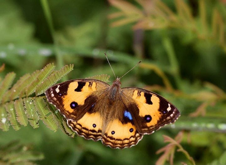 پروانه های ایران - Junonia hierta