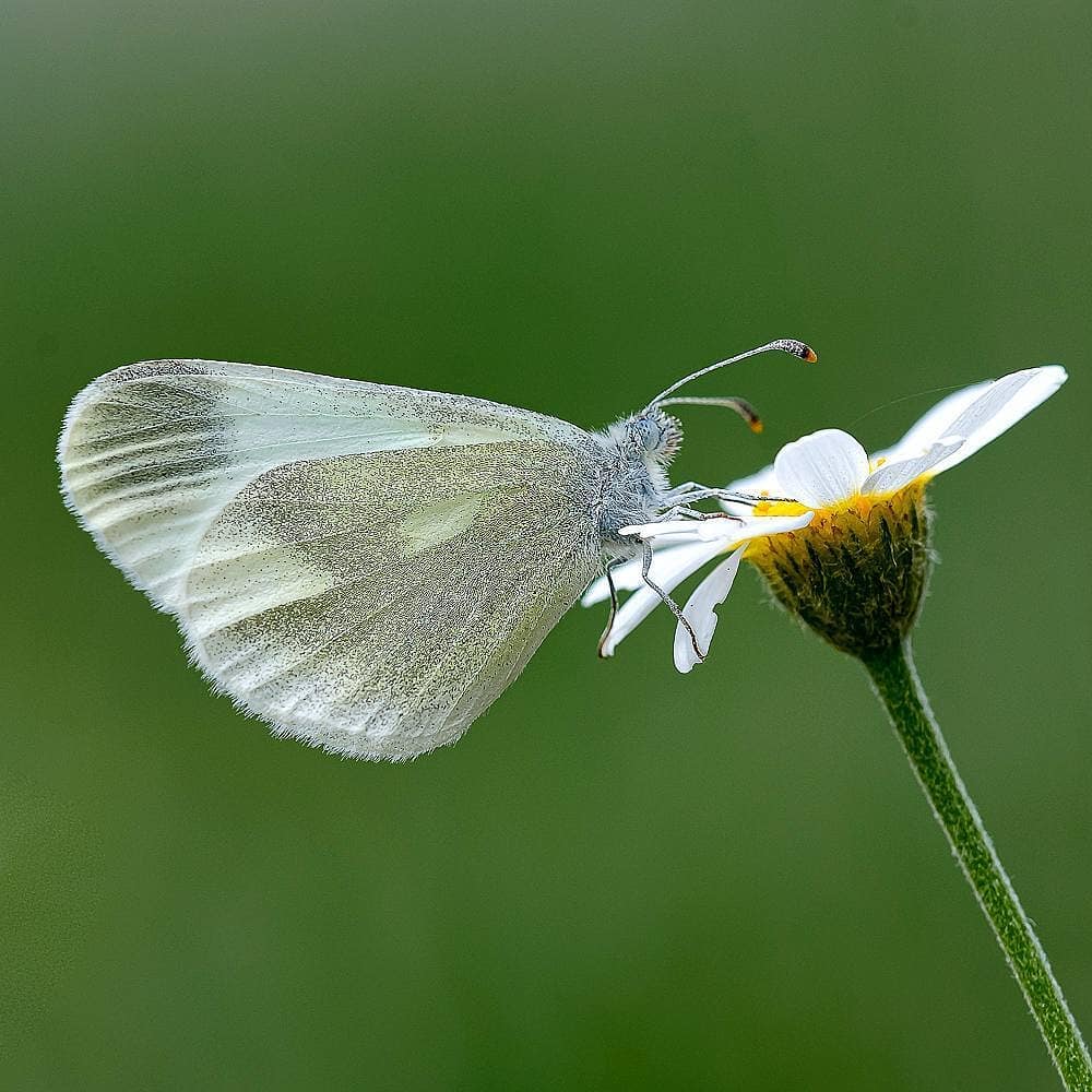 پروانه های ایران - Leptidea duponcheli