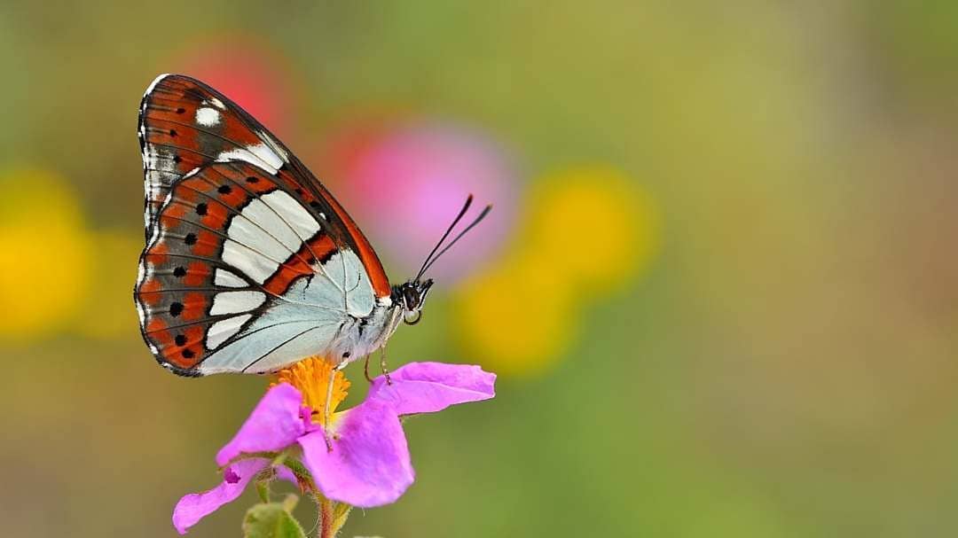 پروانه های ایران - Limenitis reducta