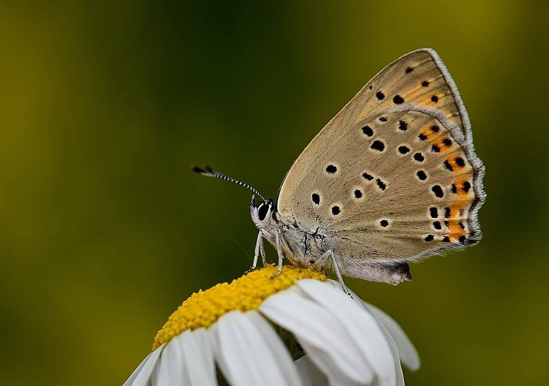 پروانه های ایران - Lycaena alciphron