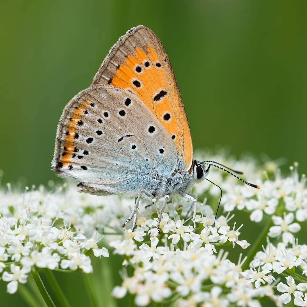 پروانه های ایران - Lycaena dispar