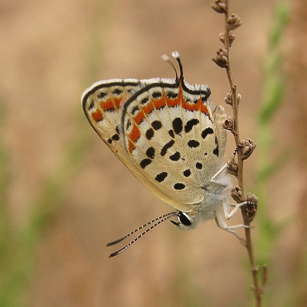پروانه های ایران - Lycaena phoenicurus