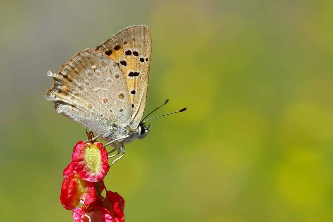 پروانه های ایران - Lycaena thetis