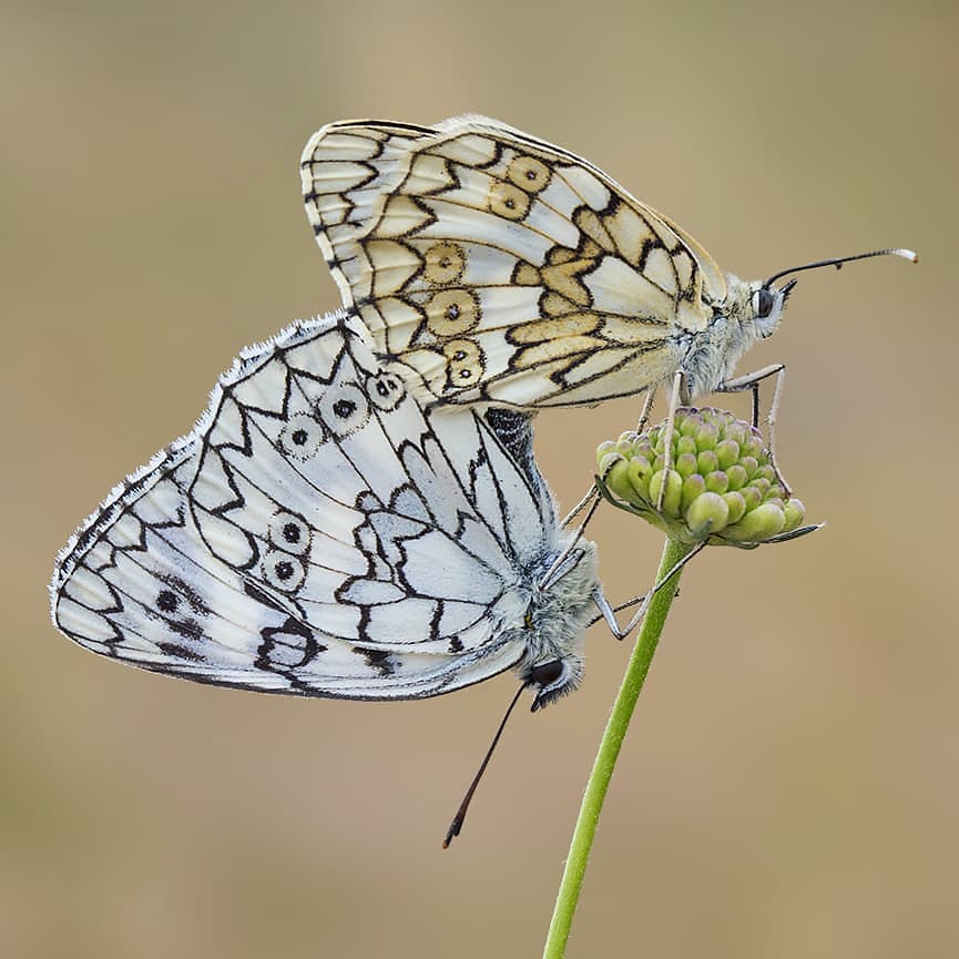 پروانه های ایران - Melanargia russiae