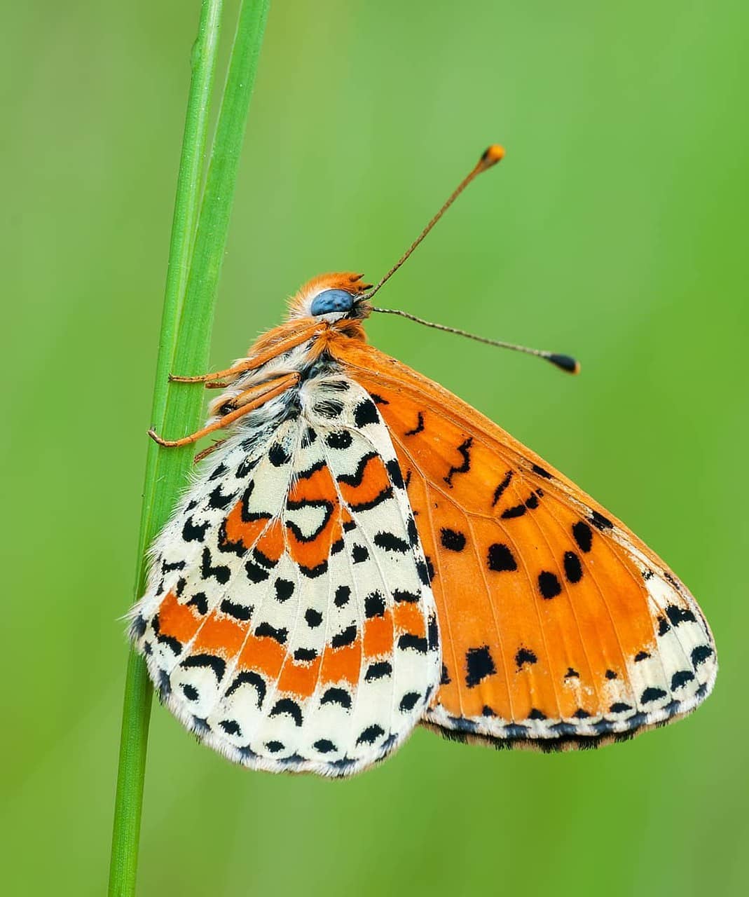 پروانه های ایران - Melitaea didyma