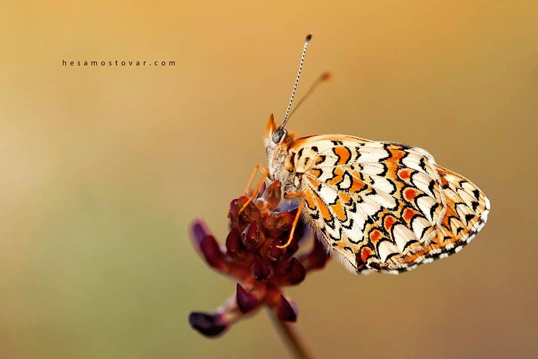 پروانه های ایران - Melitaea ornata