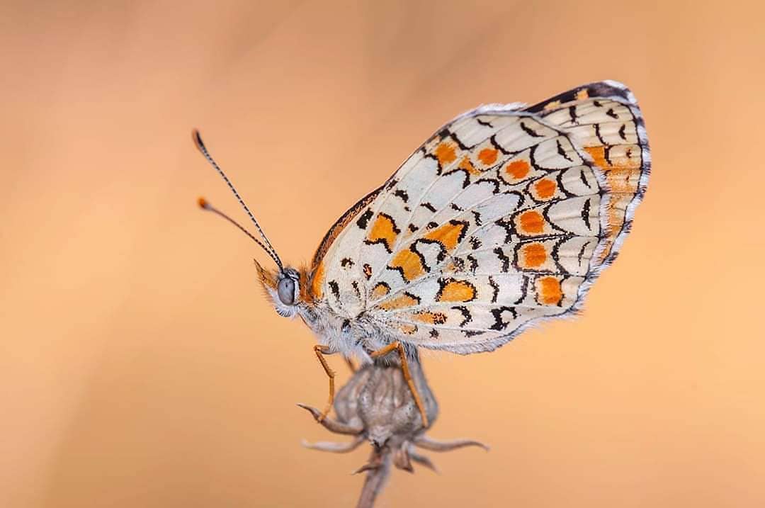 پروانه های ایران - Melitaea phoebe