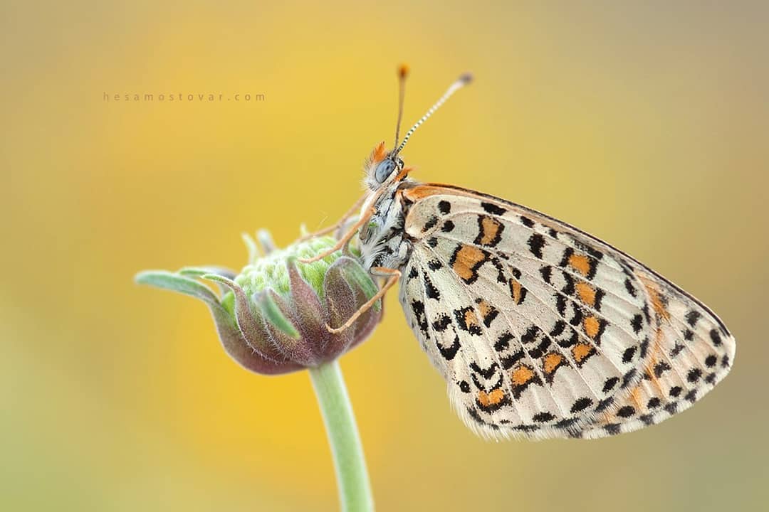 پروانه های ایران - Melitaea robertsi