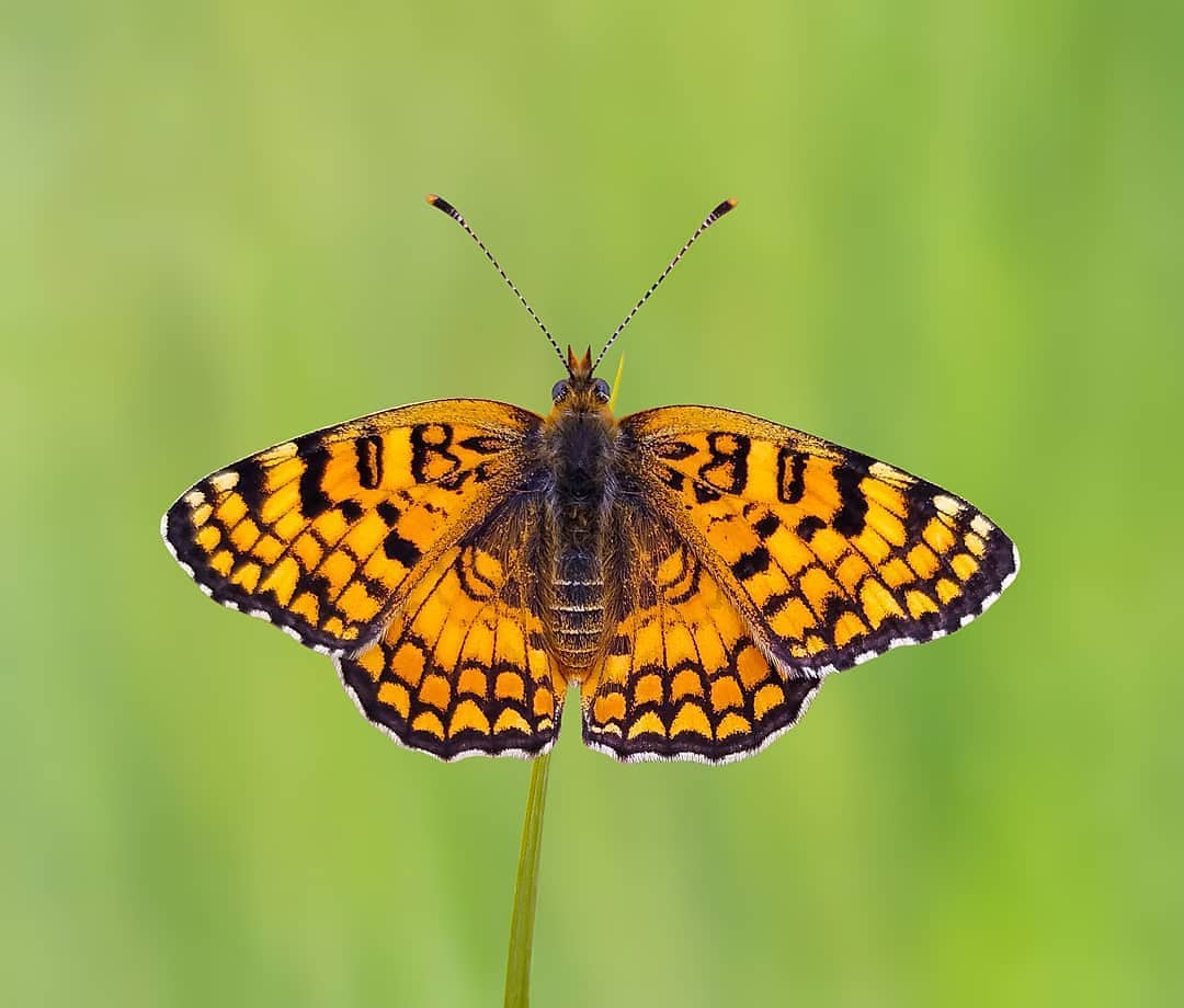 پروانه های ایران - Melitaea telona