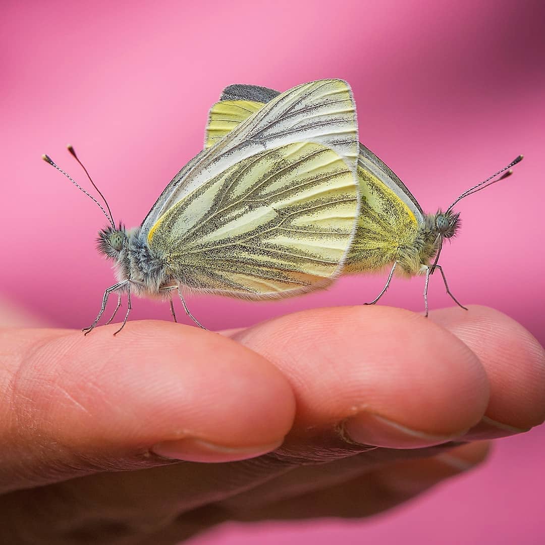 پروانه های ایران - Pieris napi