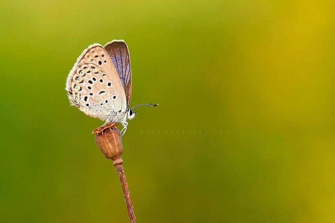 پروانه های ایران - Plebeius christophi
