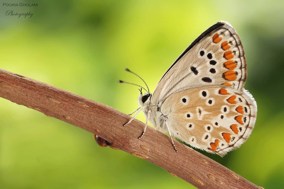 پروانه های ایران - Plebejus agestis / Aricia agestis