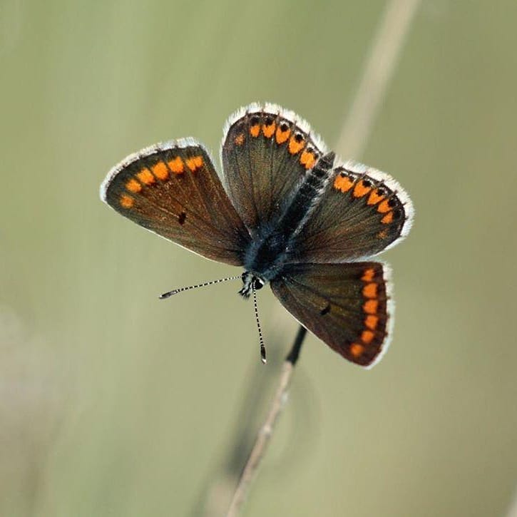 پروانه های ایران - Plebejus agestis / Aricia agestis