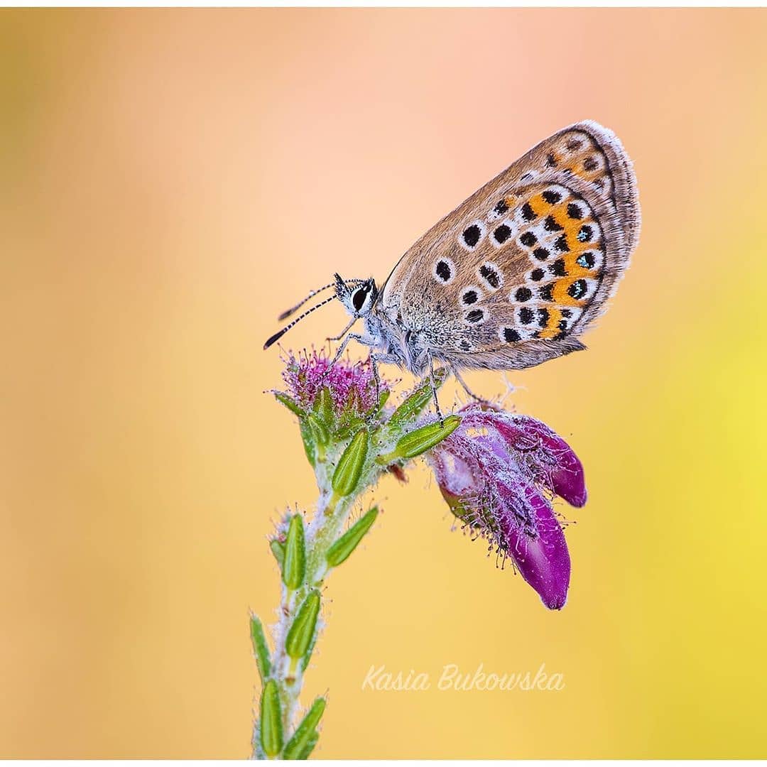 پروانه های ایران - Plebejus argus