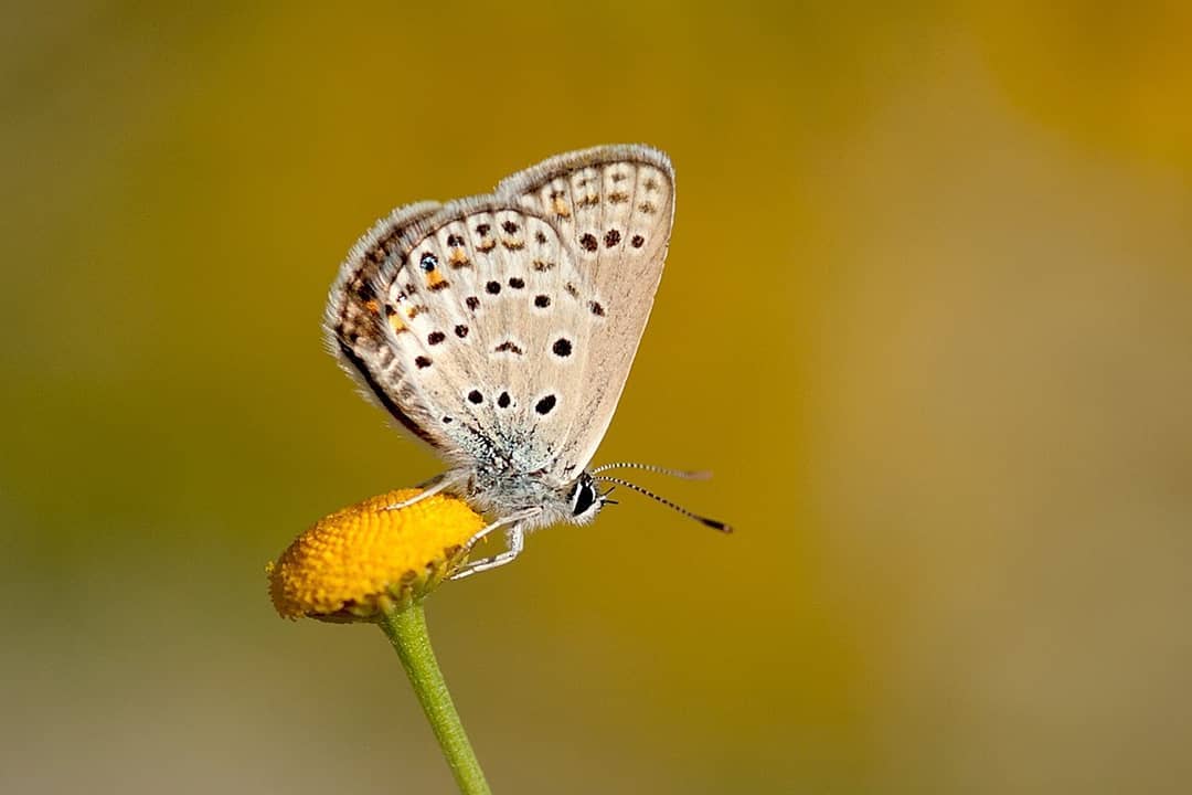 پروانه های ایران - Plebejus callaghani