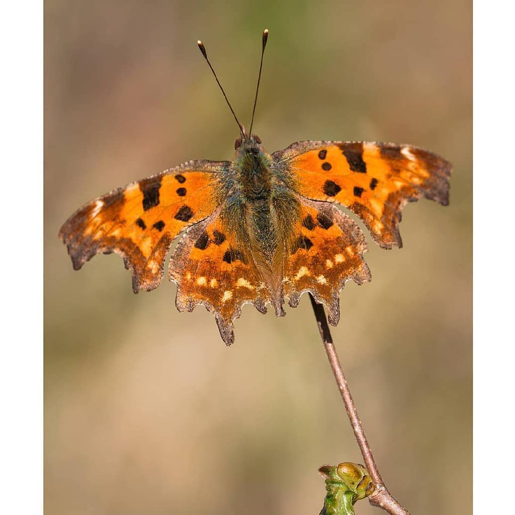 پروانه های ایران - Polygonia c-album