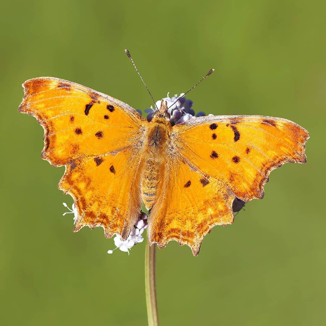 پروانه های ایران - Polygonia egea