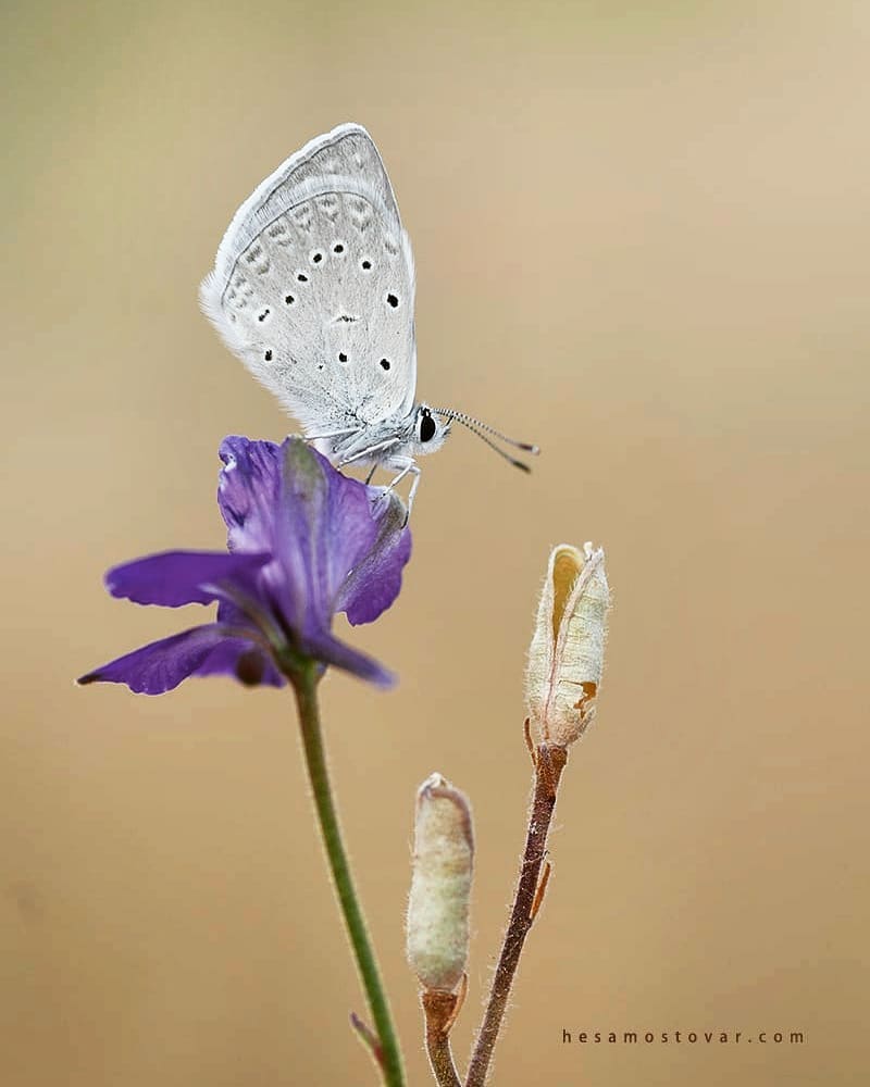 پروانه های ایران - Polyommatus esfahensis